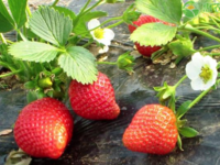 草莓每天需要多久的光照？